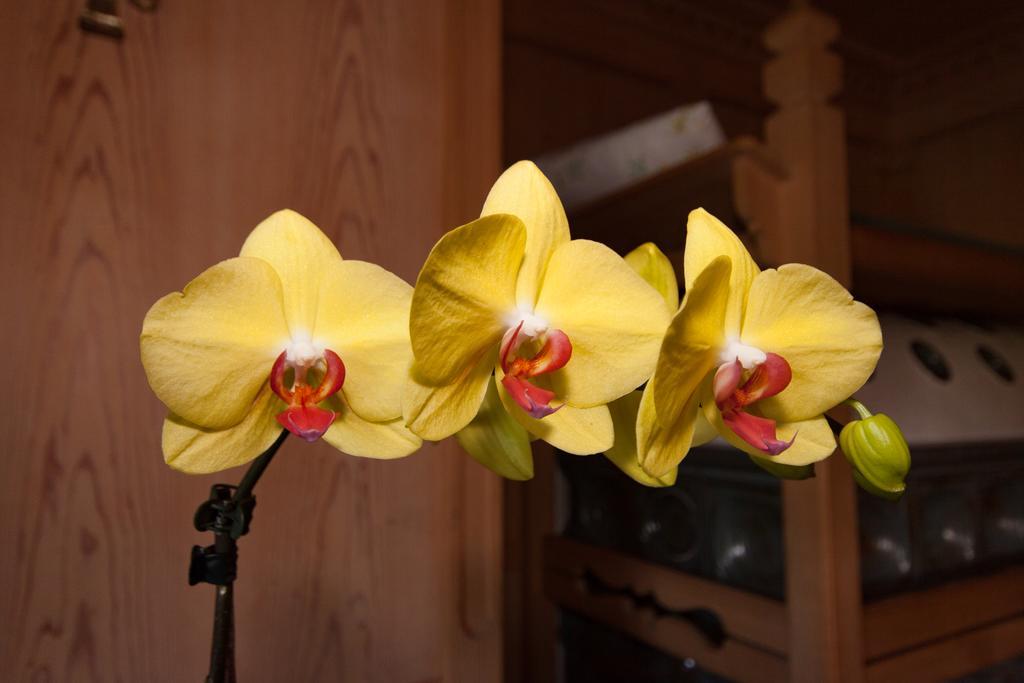 Oberlechnerhof Bed & Breakfast Rasun di Sopra Bagian luar foto